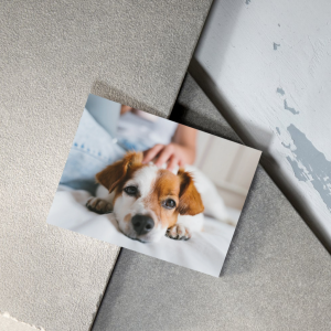 PetAlums – Cuadro personalizado en Aluminio
