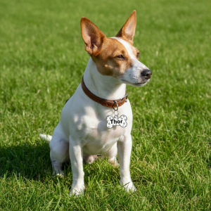 Chapa de identificación personalizada para mascotas - Diseño "Huesito"